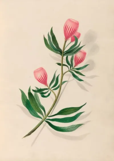 Drawings Of Tropical Flowers And Fruits From South America Pl 14