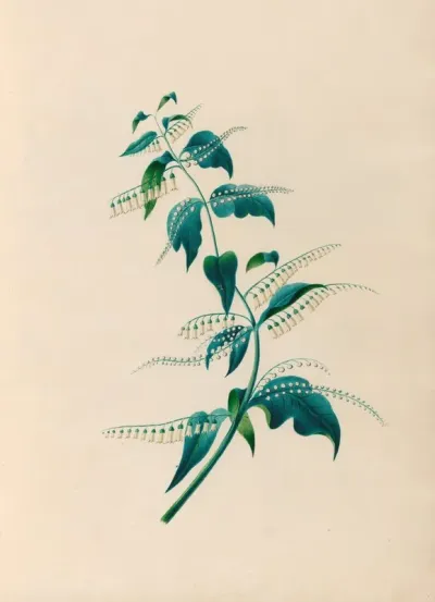 Drawings Of Tropical Flowers And Fruits From South America Pl 15