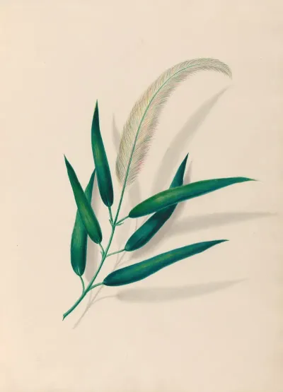 Drawings Of Tropical Flowers And Fruits From South America Pl 20