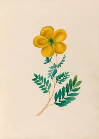 Drawings Of Tropical Flowers And Fruits From South America Pl 22