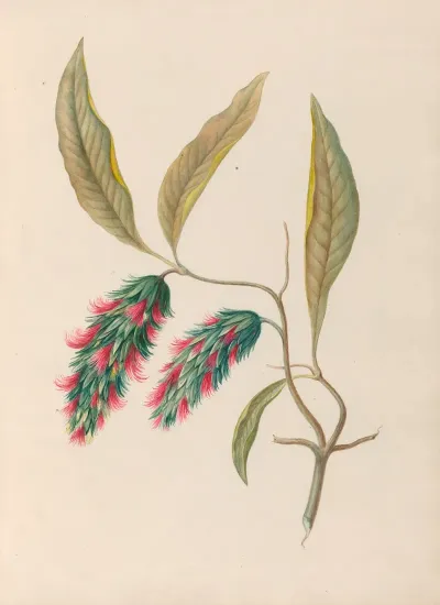 Drawings Of Tropical Flowers And Fruits From South America Pl 24