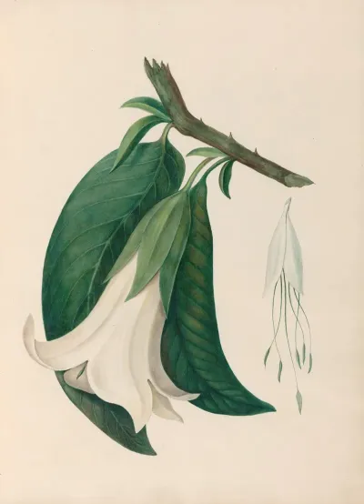 Drawings Of Tropical Flowers And Fruits From South America Pl 26