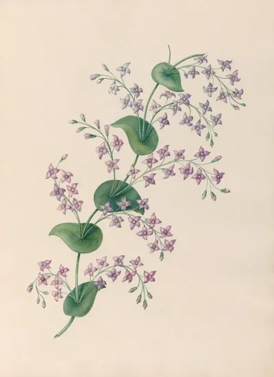 Drawings Of Tropical Flowers And Fruits From South America Pl 27