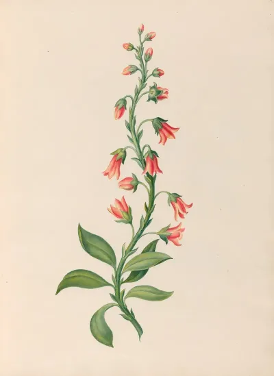 Drawings Of Tropical Flowers And Fruits From South America Pl 28