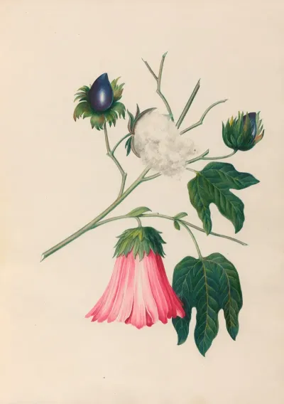 Drawings Of Tropical Flowers And Fruits From South America Pl 29