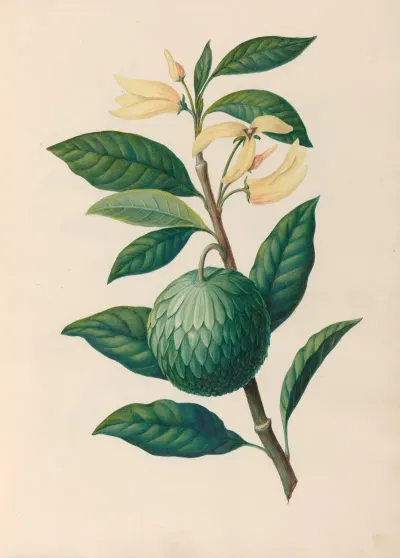 Drawings Of Tropical Flowers And Fruits From South America Pl 30