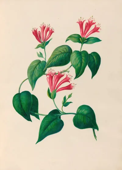 Drawings Of Tropical Flowers And Fruits From South America Pl 32