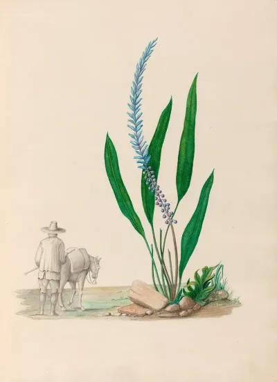 Drawings Of Tropical Flowers And Fruits From South America Pl 33