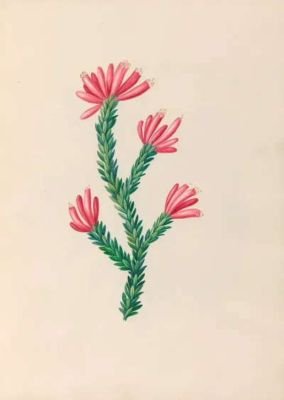 Drawings Of Tropical Flowers And Fruits From South America Pl 34