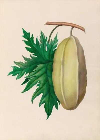 Drawings Of Tropical Flowers And Fruits From South America Pl 35