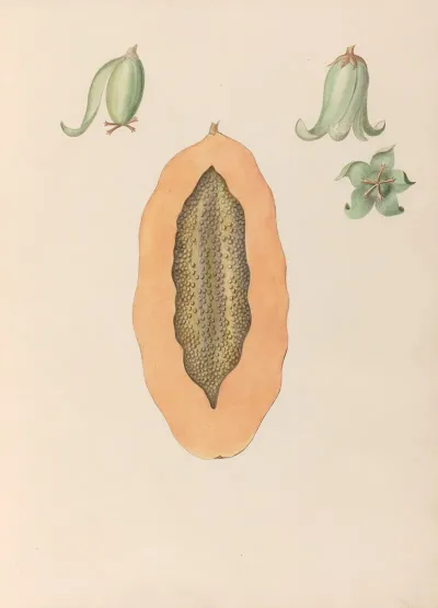 Drawings Of Tropical Flowers And Fruits From South America Pl 36