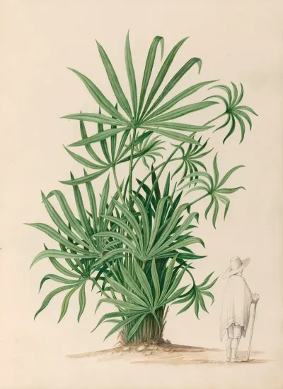 Drawings Of Tropical Flowers And Fruits From South America Pl 37