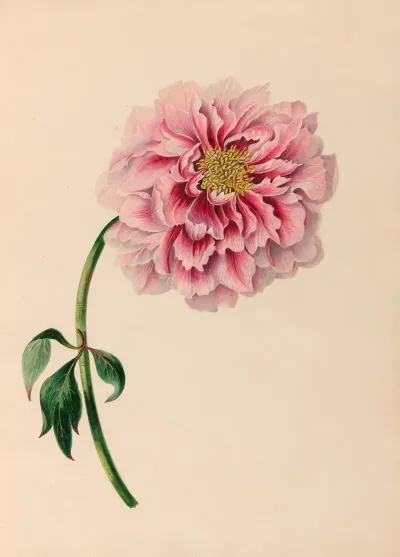 Drawings Of Tropical Flowers And Fruits From South America Pl 38