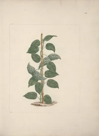 Dregea Abyssinica Hochst K