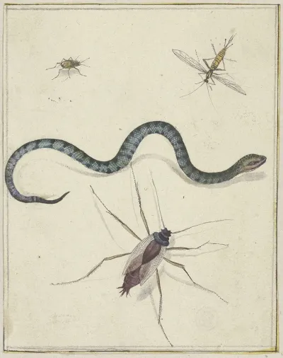 Drei Unterschiedlich Grose Insekten Und Eine Schlange