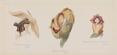 Drei Verschiedene Orchideenbluten