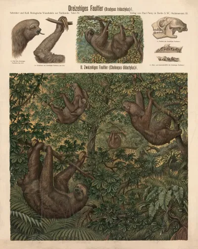 Dreizehiges Faultier Bradypus Tridactylus