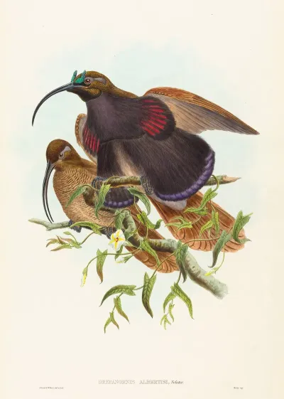 Drepanornis Albertisi Black Billed Sicklebill Bird Of Paradise