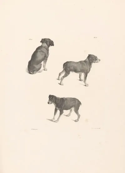 Drie Honden