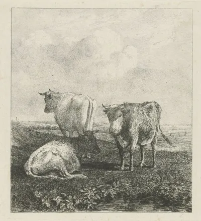Drie Koeien In Een Weide