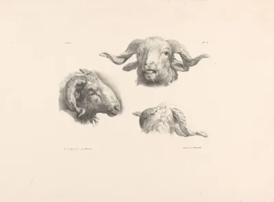 Drie Ramskoppen