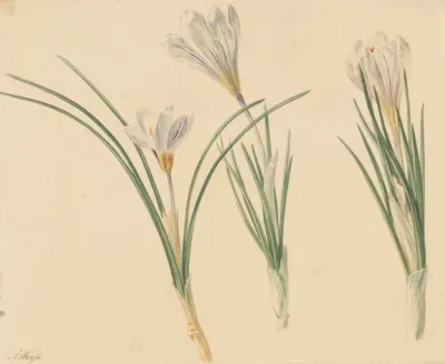 Drie Studies Van Krokussen