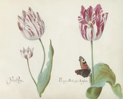Drie Tulpen Met Dagpauwoog Vizo Roy Parangum Brabantsen Acosta