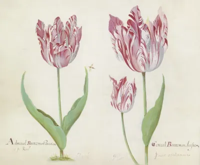 Drie Tulpen Met Vlieg Admaral Botterman Bastian General Botterman Acosta