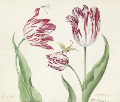 Drie Tulpen Met Waterjuffer En Een Ander Insect Minerva Orrienthal