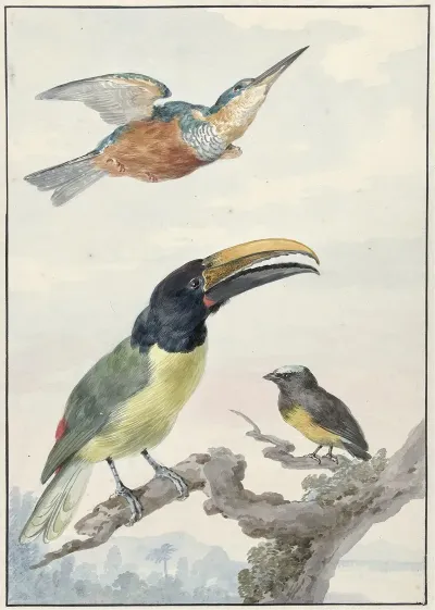 Drie Vogels Een Ijsvogel Een Prins Von Wieds Toekan En Een Organist