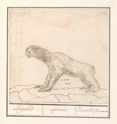 Drievingerige Luiaard Bradypus Luijaerd Ignavus Lunau Lai Le Paresseux