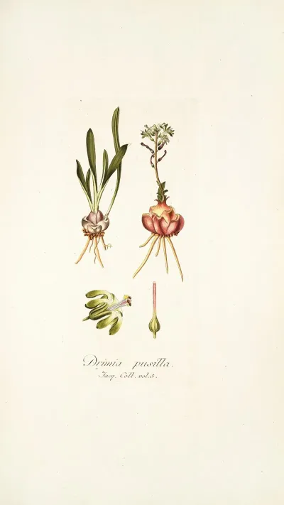 Drimia Pusilla