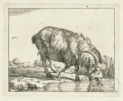 Drinking Goat