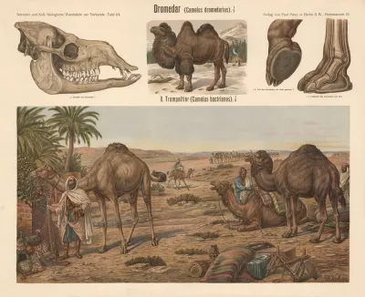 Dromedary Camelus Dromedarius