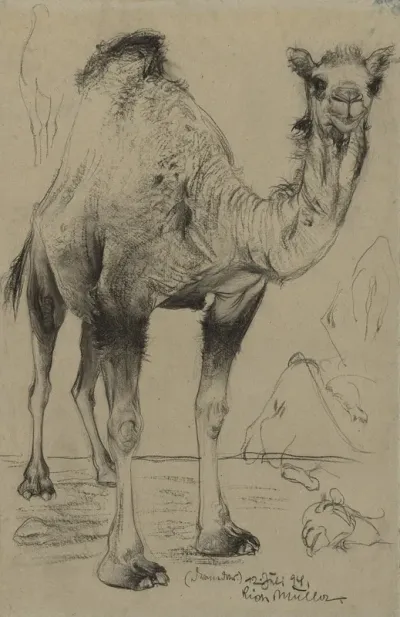Dromedary