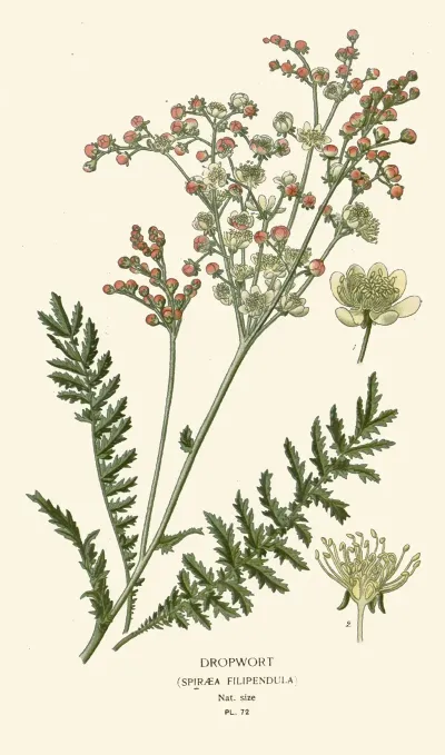 Dropwort 2