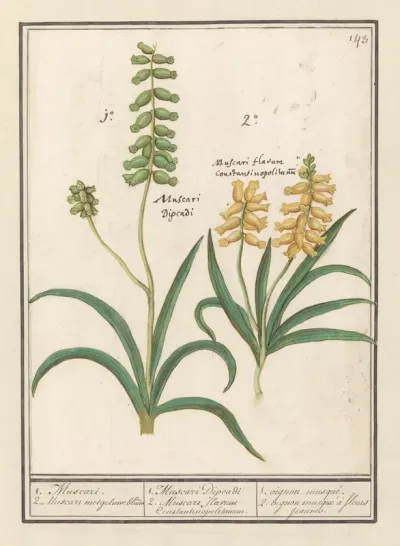 Druifhyacint Muscari 1 Muscari 2 Muscari Met Geluwe Bloem
