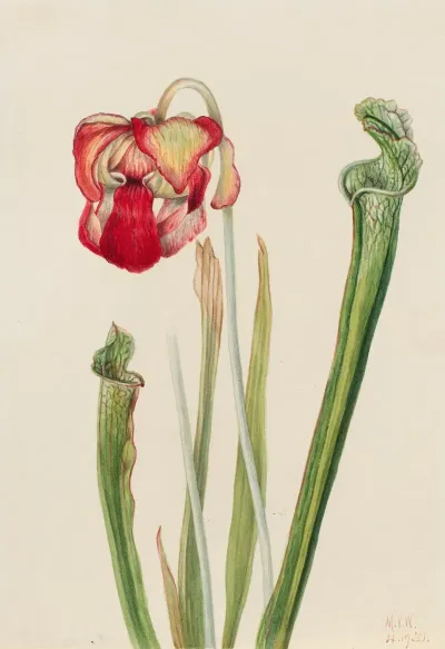Drummond Pitcherplant Sarracenia Drummondii 2