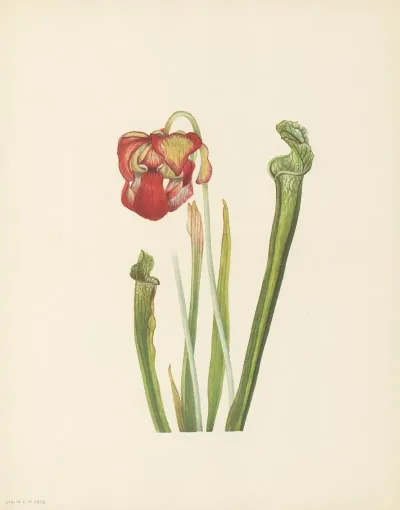 Drummond Pitcherplant Sarracenia Drummondii 3