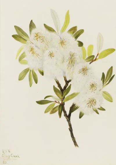 Drummond Willow Salix Drummondiana 2