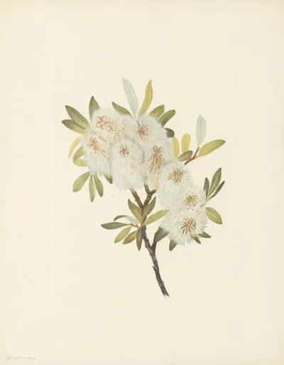 Drummond Willow Salix Drummondiana 3