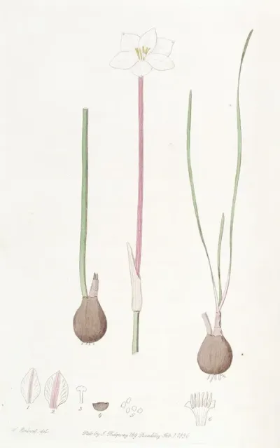 Drummonds Cooperia