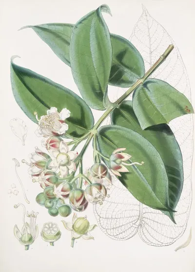 Duabanga Sonneratioides Ham 2