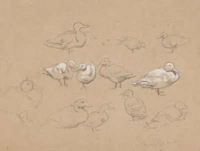 Ducks 11