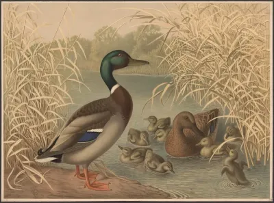 Ducks 13