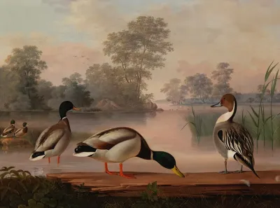 Ducks 2
