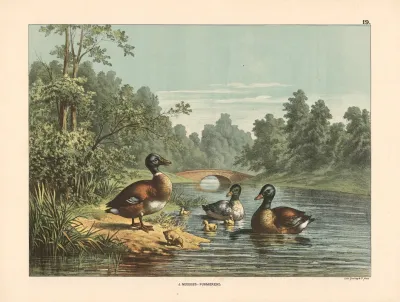 Ducks And Ducklings 2