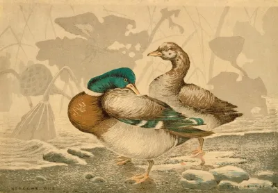 Ducks And Withered Lotus