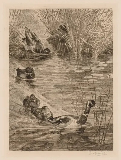 Ducks At Play