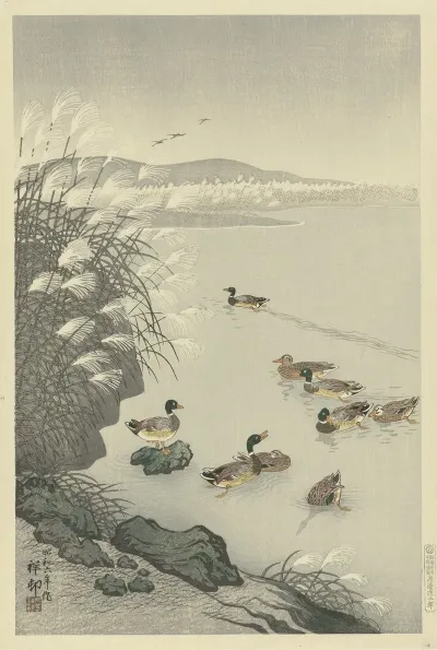 Ducks In The Water